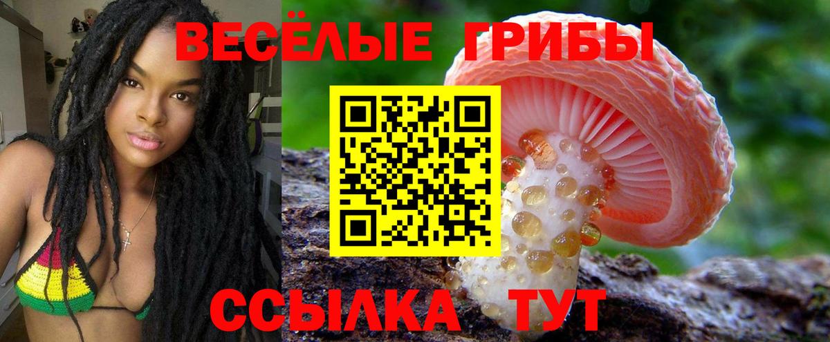 Зеленогорск  Псилоцибиновые грибы Psilocybine cubensis  Вход с VPN 
